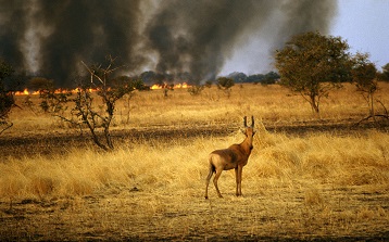 草原防火監(jiān)控預(yù)警系統(tǒng)