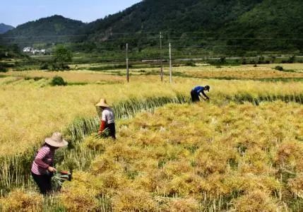 秸稈禁燒季 | 禁止一切露天焚燒秸稈行為！附縣政府禁燒通告、鎮(zhèn)政府倡議書