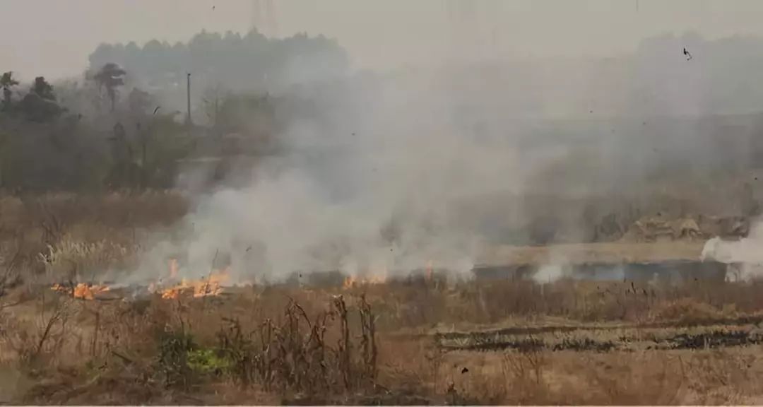 夏收芒種，禁燒秸稈，保衛(wèi)碧水藍(lán)天！