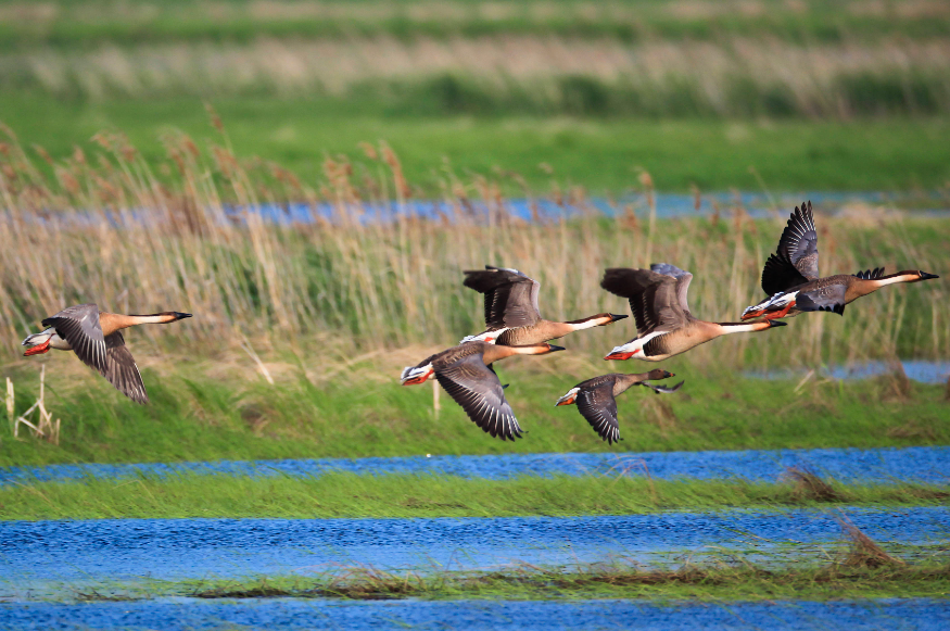 自然保護(hù)激光攝像機